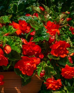 Begonia Pendula Red2